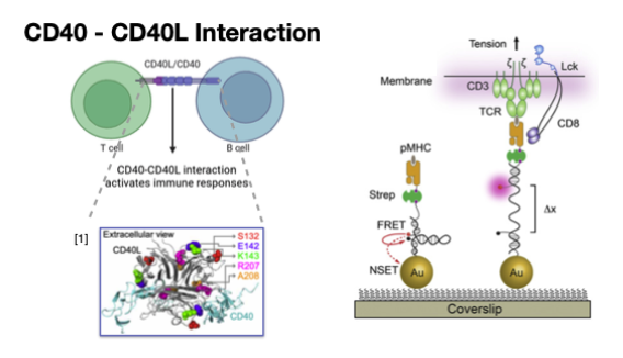 B Cell Mechanotyping